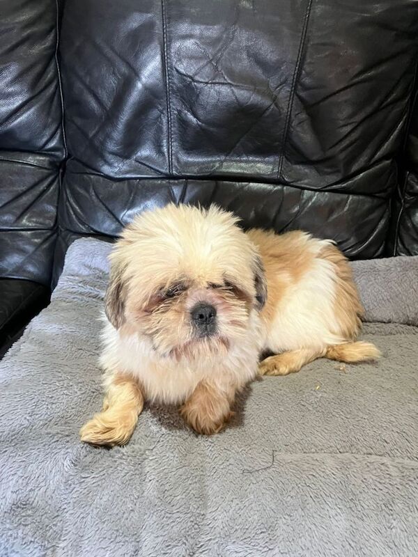 Shihtzu puppies - Image 3 of 3