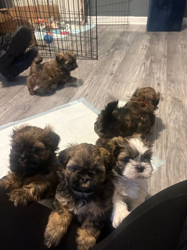 Shih Tzu puppies for sale in Larkhall, Lanarkshire – 8 weeks old