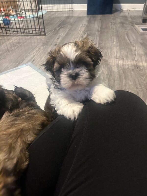 Shih Tzu puppies for sale in Larkhall, Lanarkshire – 8 weeks old - Image 3 of 3