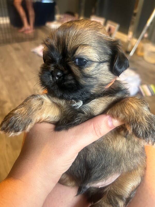 Shih Tzu puppies for sale in Larkhall, Lanarkshire – 5 weeks old