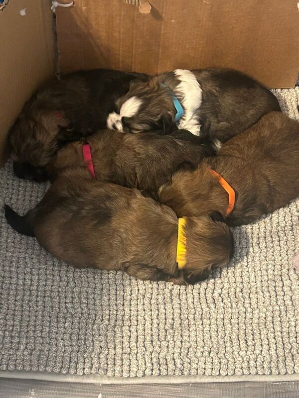 Shih Tzu puppies for sale in Larkhall, Lanarkshire – 5 weeks old - Image 2 of 3