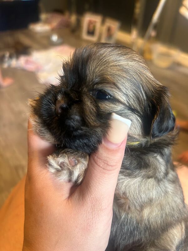 Shih Tzu puppies for sale in Larkhall, Lanarkshire – 5 weeks old - Image 3 of 3