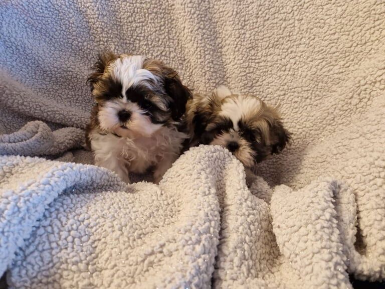 Shih Tzu Puppies For Sale