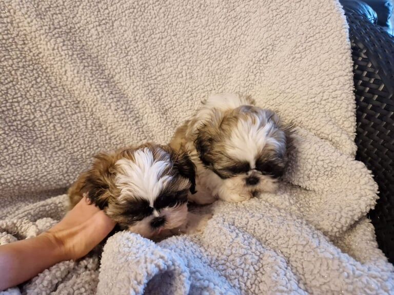 Shih Tzu puppies for sale in Aughnacloy, County Tyrone – KC registered, 8 weeks old - Image 2 of 5