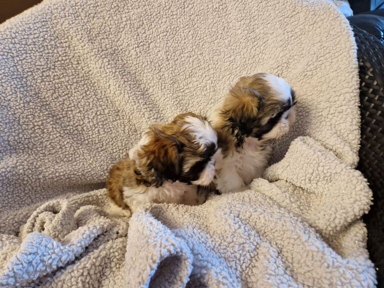 Shih Tzu puppies for sale in Aughnacloy, County Tyrone – KC registered, 8 weeks old - Image 3 of 5