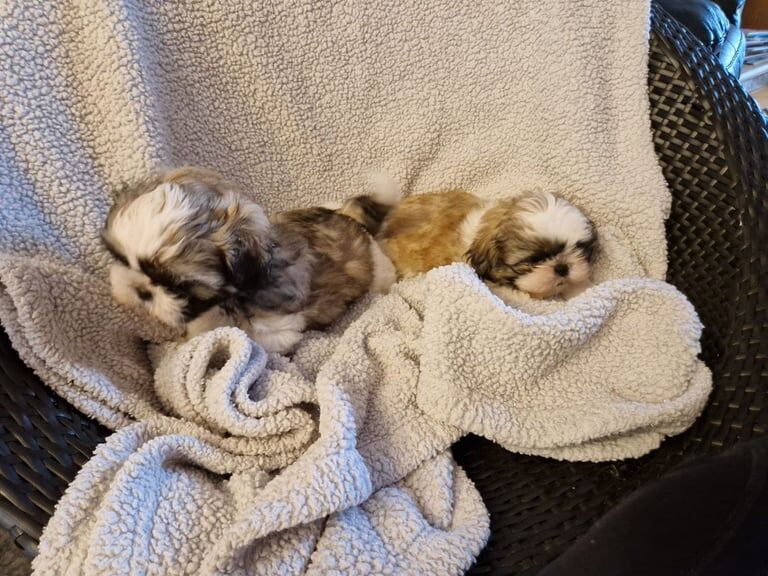 Shih Tzu puppies for sale in Aughnacloy, County Tyrone – KC registered, 8 weeks old - Image 4 of 5