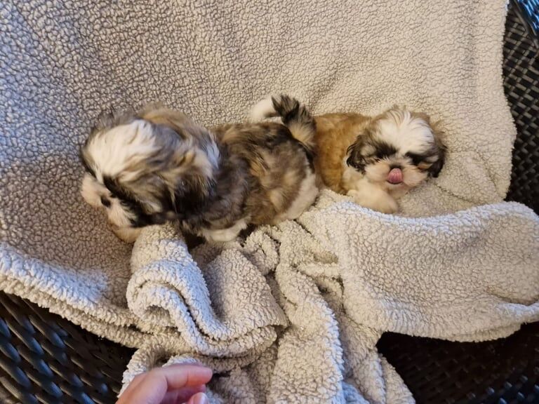 Shih Tzu puppies for sale in Aughnacloy, County Tyrone – KC registered, 8 weeks old - Image 5 of 5