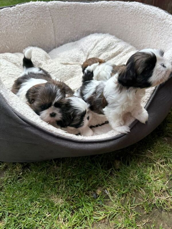 Shih Tzu Puppies For Sale