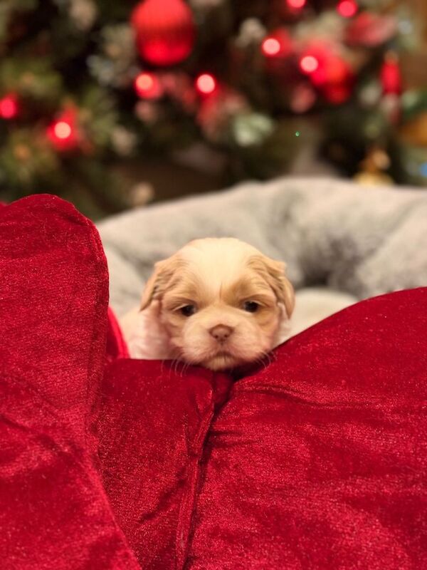 Shih Tzu puppies for sale in Airdrie, Lanarkshire – 4 weeks old - Image 2 of 3