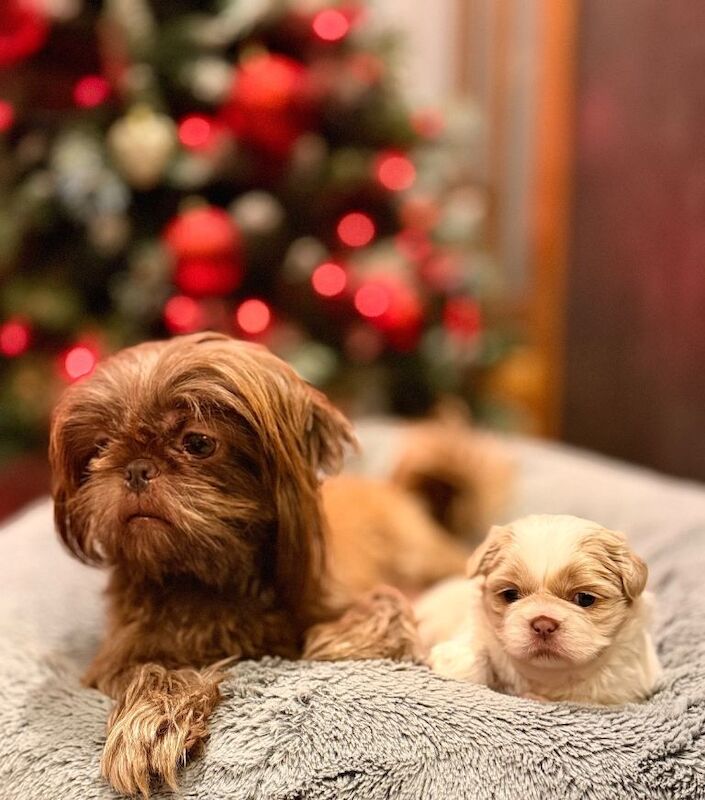 Shih Tzu puppies for sale in Airdrie, Lanarkshire – 4 weeks old - Image 3 of 3