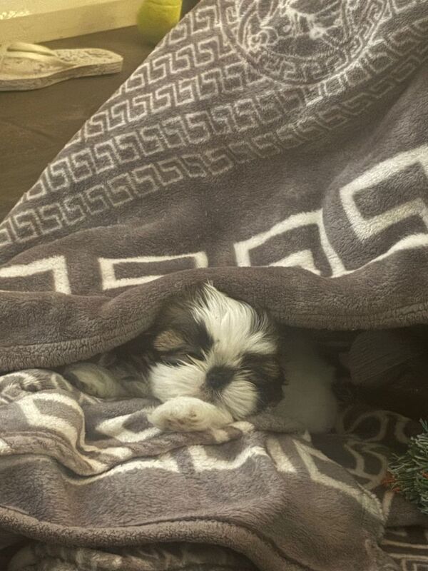 Shih Tzu puppies for sale in Brighton, East Sussex – 8 weeks old