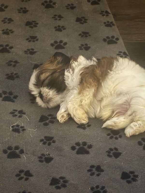 Shih Tzu puppies for sale in Brighton, East Sussex – 8 weeks old - Image 2 of 5