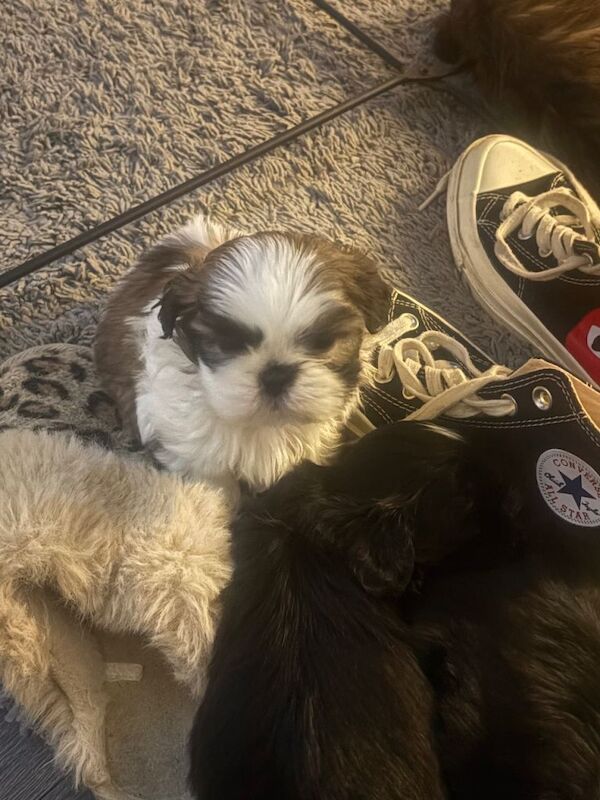 Shih Tzu puppies for sale in Brighton, East Sussex – 8 weeks old - Image 3 of 5