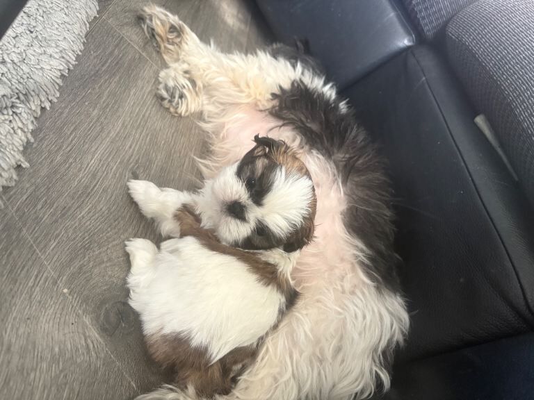 Shih Tzu puppies for sale in Brighton, East Sussex – 8 weeks old - Image 5 of 5