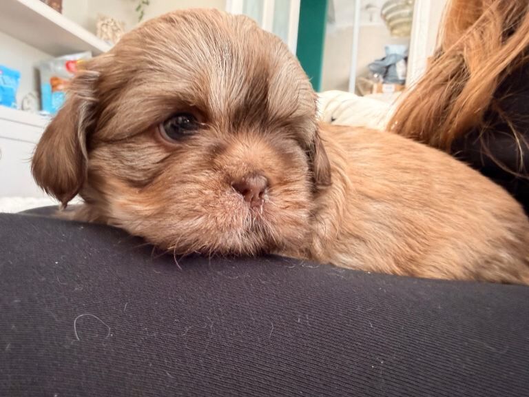 Shih Tzu Puppies For Sale