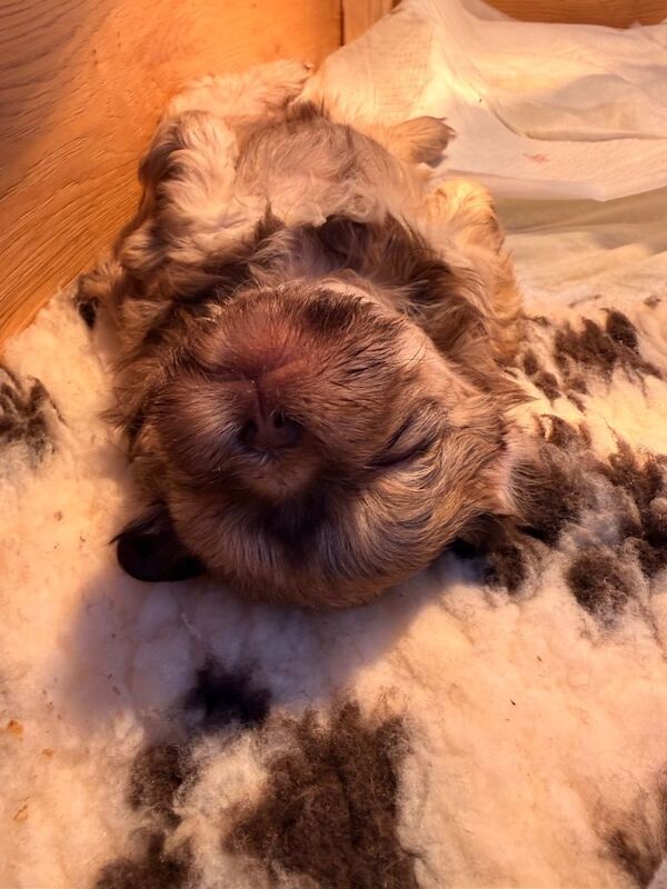 Shihtzu puppy -Female - Image 3 of 5