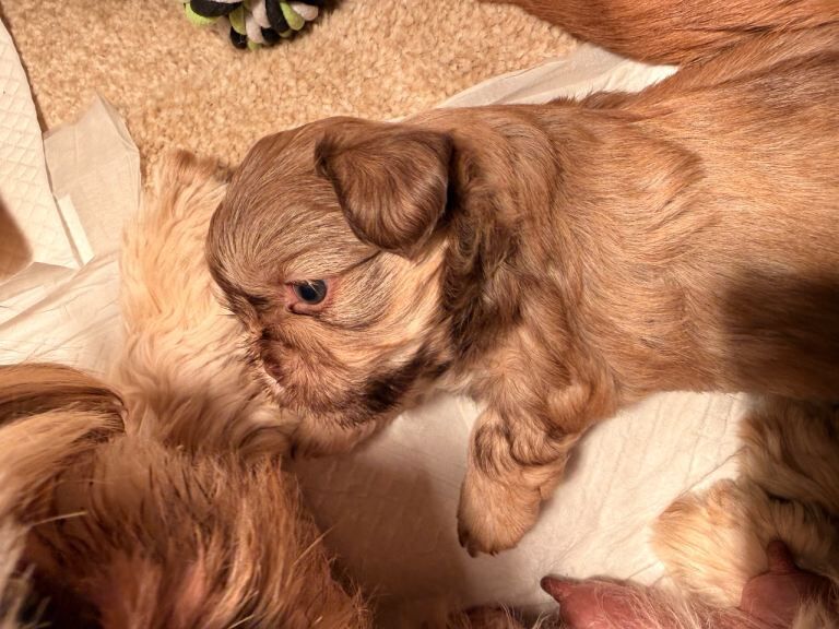 Shihtzu puppy -Female - Image 4 of 5