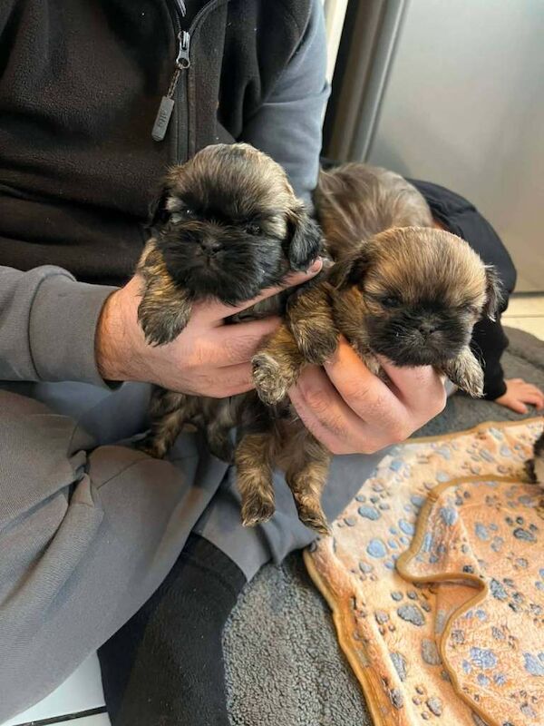 Shih Tzu puppies for sale in Wotton-under-Edge, Gloucestershire – 8 weeks old