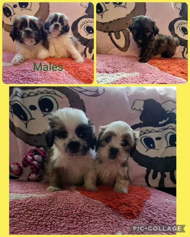 Shih Tzu Puppies For Sale