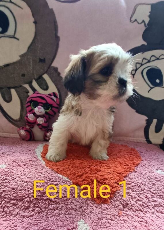 Shihtzu x bichon frise puppies - Image 2 of 4