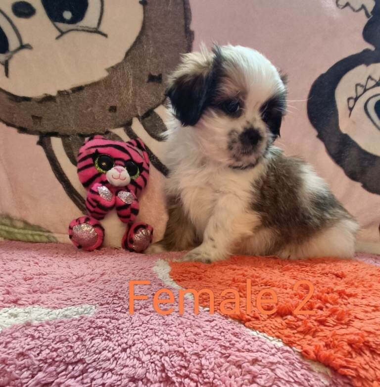Shihtzu x bichon frise puppies - Image 3 of 4