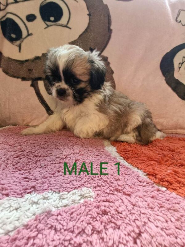 Shihtzu x bichon frise puppies - Image 4 of 4