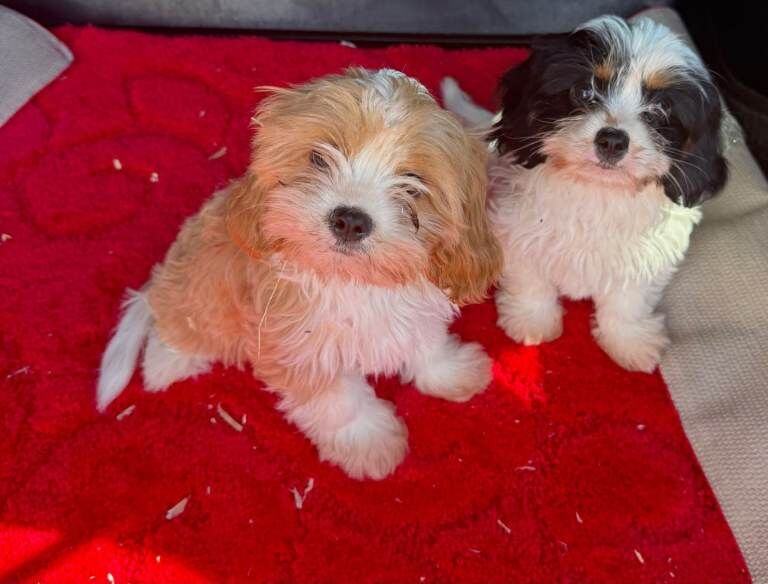 Shih Tzu Puppies For Sale