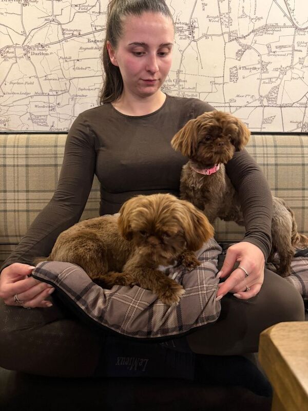 Shihtzus