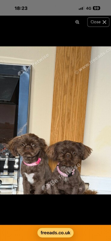 Shihtzus - Image 2 of 5