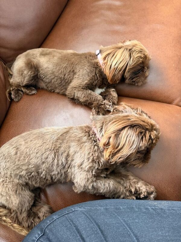 Shihtzus - Image 3 of 5