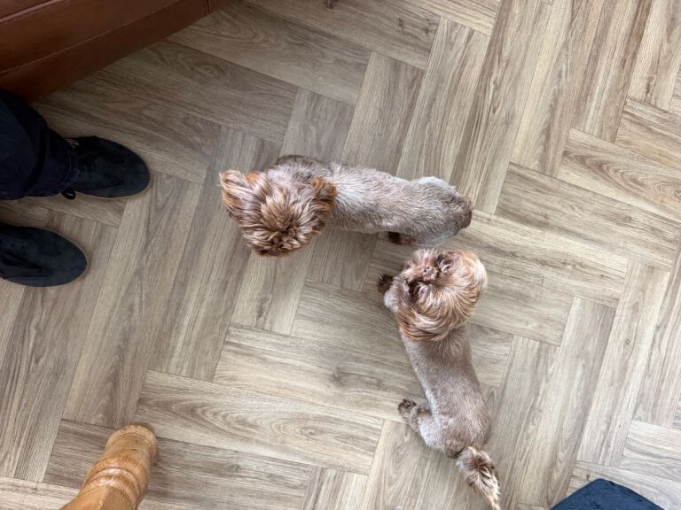 Shihtzus - Image 5 of 5