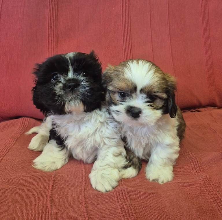 Shih Tzu puppies for sale in Dungannon, County Tyrone – 7 weeks old