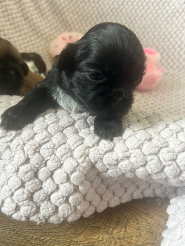 Shihzu Puppies Full bread