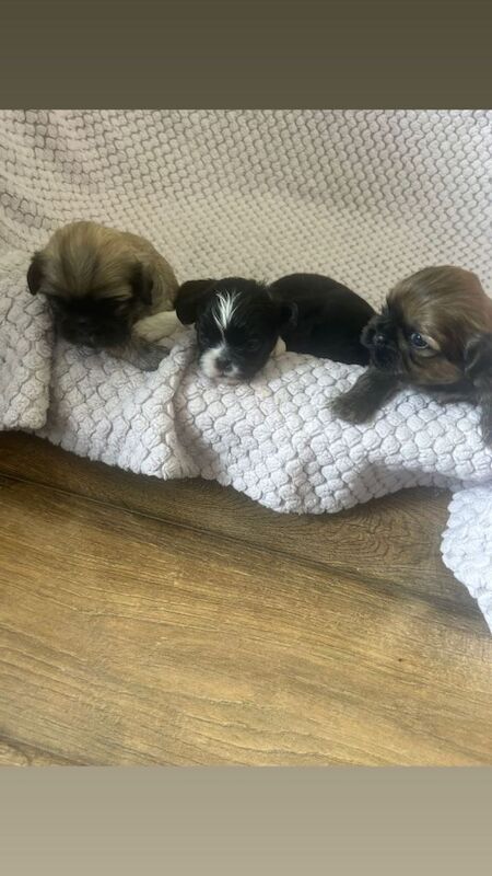 Shihzu Puppies Full bread - Image 2 of 4