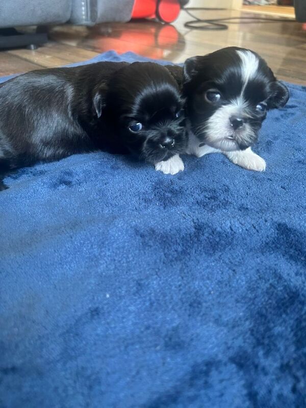 Shihzu Puppies Full bread - Image 3 of 4