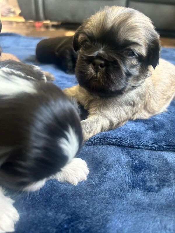 Shihzu Puppies Full bread - Image 4 of 4