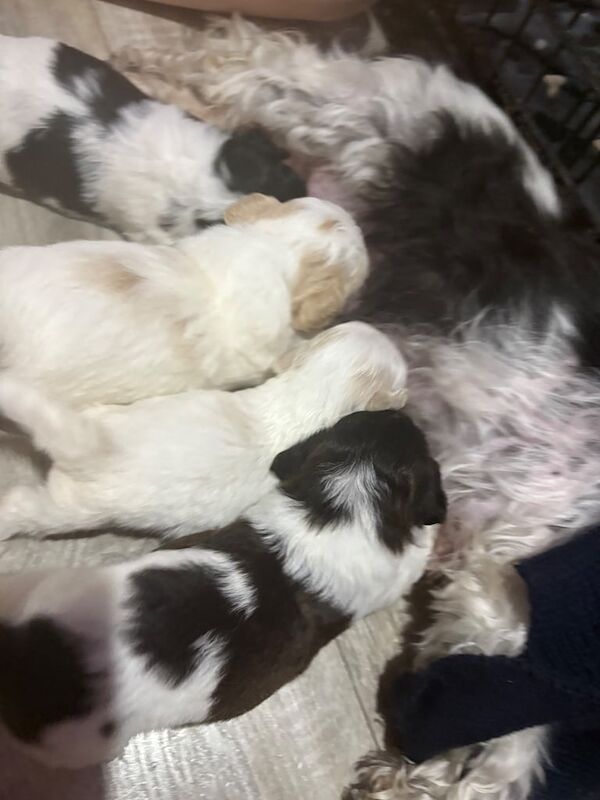 Shih Tzu puppies for sale in Lisburn, County Down – KC registered, 4 weeks old