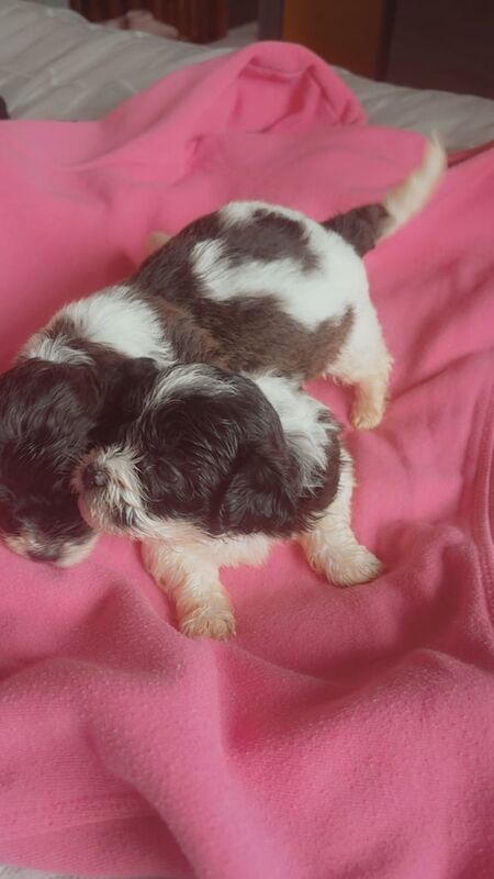 Shih Tzu puppies for sale in Lisburn, County Down – KC registered, 4 weeks old - Image 2 of 3
