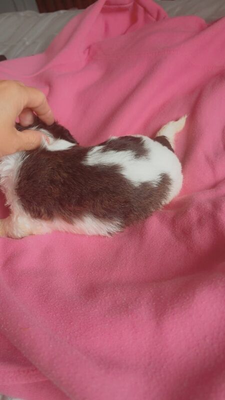 Shih Tzu puppies for sale in Lisburn, County Down – KC registered, 4 weeks old - Image 3 of 3