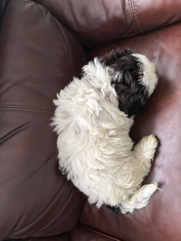 Shih Tzu puppies for sale in Larne, County Antrim – 11 weeks old