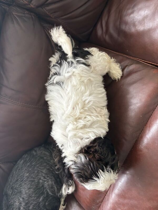 Shih Tzu puppies for sale in Larne, County Antrim – 11 weeks old - Image 2 of 3
