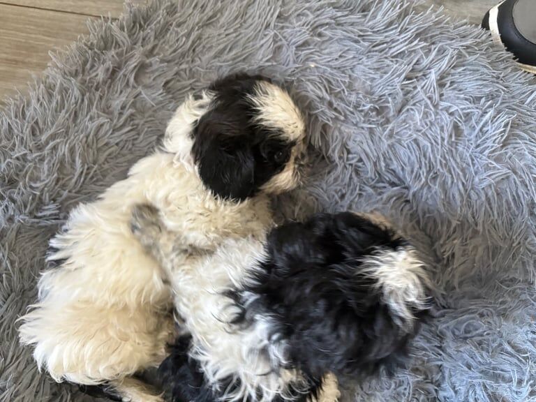 Shih Tzu puppies for sale in Larne, County Antrim – 11 weeks old - Image 3 of 3