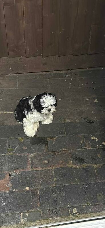 Shih Tzu puppies for sale in Kettering, Northamptonshire – 11 weeks old