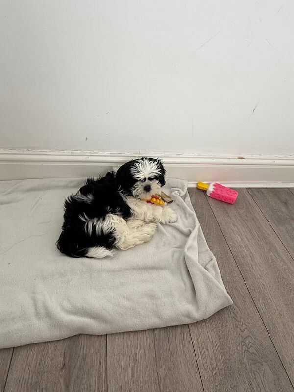 Shih Tzu puppies for sale in Kettering, Northamptonshire – 11 weeks old - Image 2 of 3