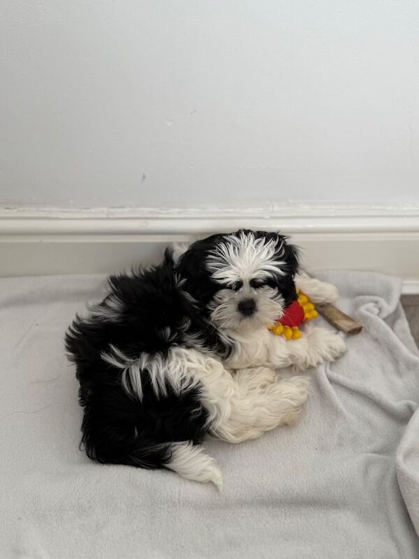 Shih Tzu puppies for sale in Kettering, Northamptonshire – 11 weeks old - Image 3 of 3