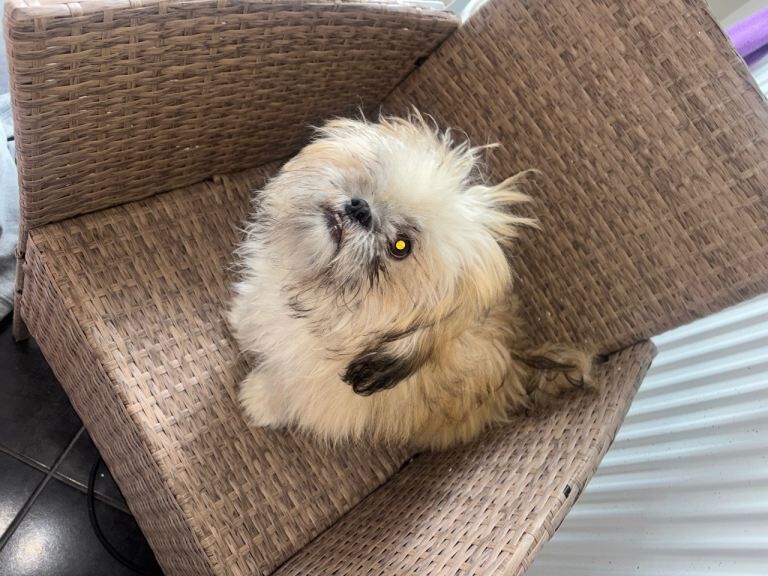 Shih Tzu Puppies For Sale Under £1,000