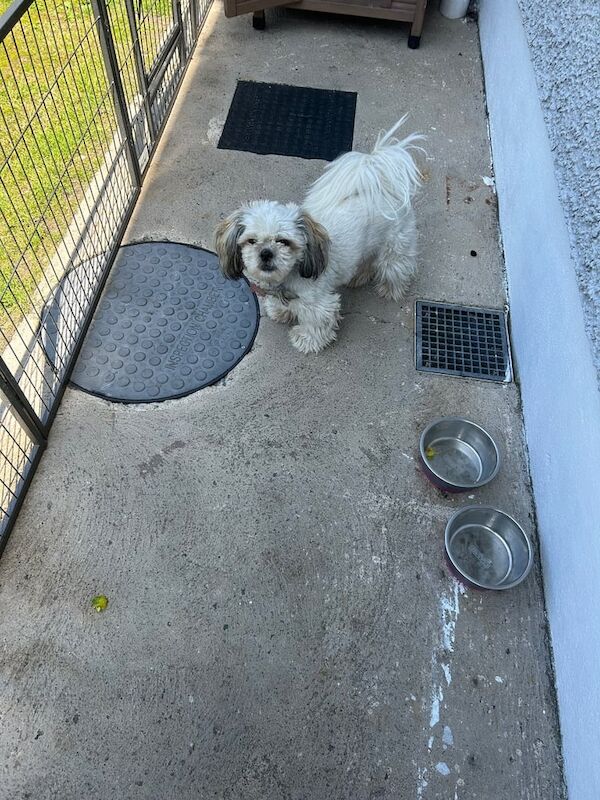 Shih Tzu puppies for sale in Bessbrook, County Armagh – 1 year old