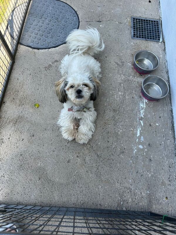 Shih Tzu puppies for sale in Bessbrook, County Armagh – 1 year old - Image 3 of 3