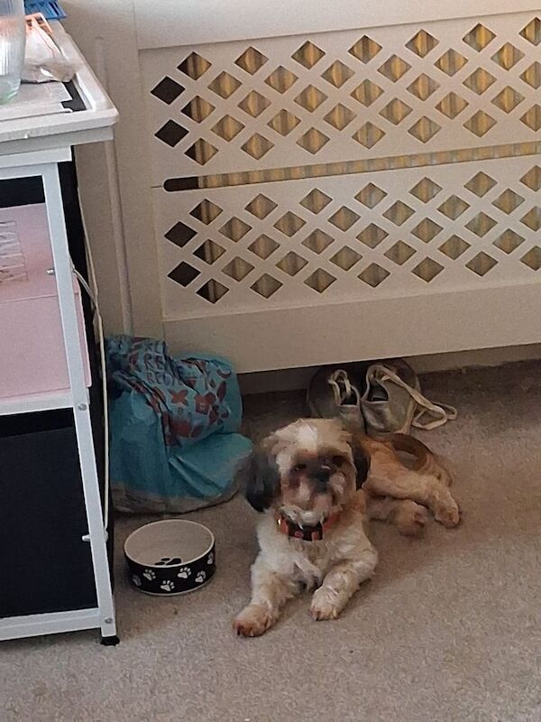 Shih Tzu puppies for sale in Arbroath, Angus – 4 years old
