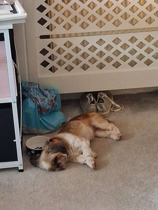 Shih Tzu puppies for sale in Arbroath, Angus – 4 years old - Image 2 of 2